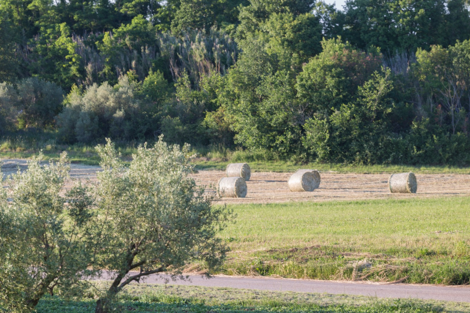 Hay bales and olive trees on the lane behind the house